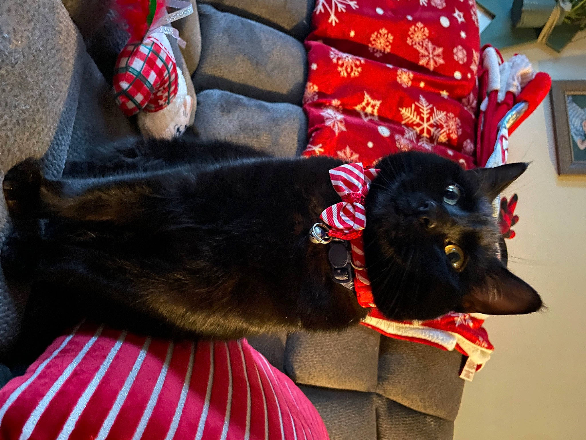 Charlie is registered to the contest to win money with this photo: bombay, carmine, carnivore, cat, collar, domestic_short_haired_cat, fashion_accessory, felidae, fur, human_leg, pattern, picture_frame, plant, red, small_to_medium_sized_cats, tail, tartan, tree, vertebrate, whiskers