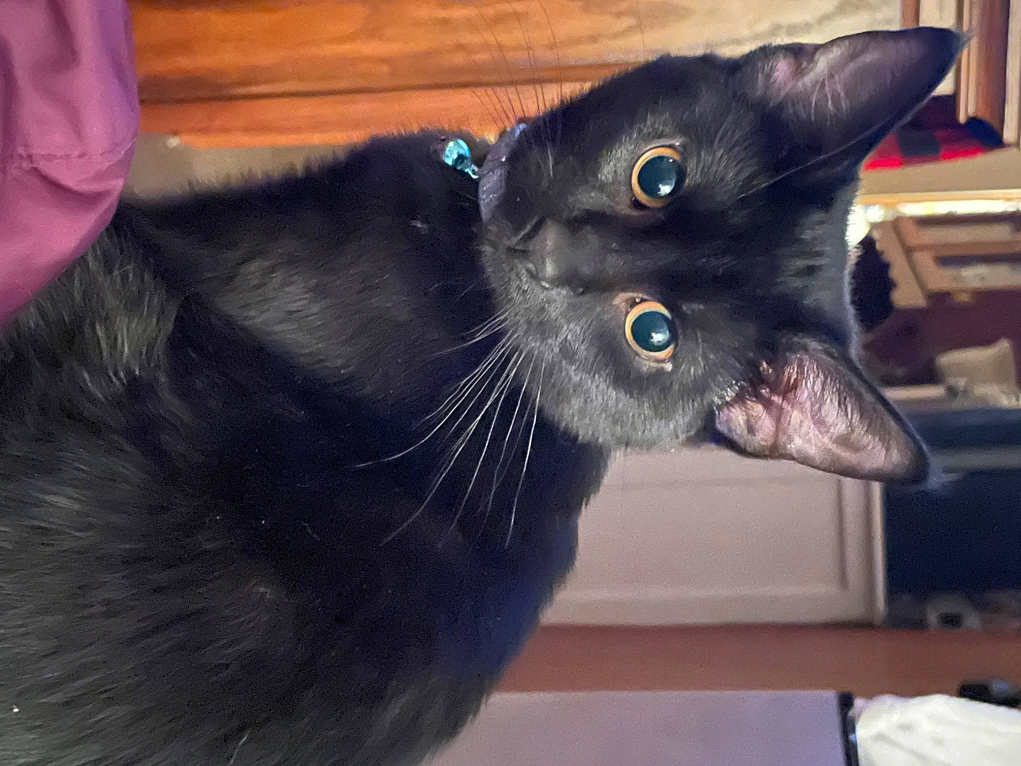 Charlie is registered to the contest to win money with this photo: black_cat, bombay, carnivore, cat, claw, comfort, domestic_short_haired_cat, ear, electric_blue, felidae, fur, grey, havana_brown, small_to_medium_sized_cats, snout, tail, whiskers