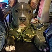 Waylon is registered to the contest to win money with this photo: dog, puppy, camouflage, vest, indoor, carpet, shoes, heater, ears, face, paws, pet, curious, looking, table, jeans, furniture, home, closeup, animal