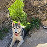 animal, canine, dog, fur, greenery, happy, husky, landscape, leash, mammal, nature, outdoor, pet, resting, rock, shade, stone, summer, sunlight, tongue_out