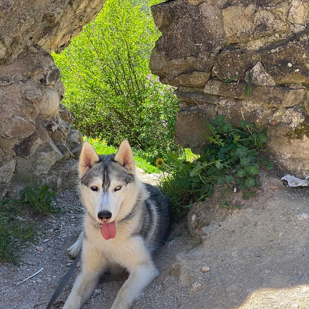 Moka