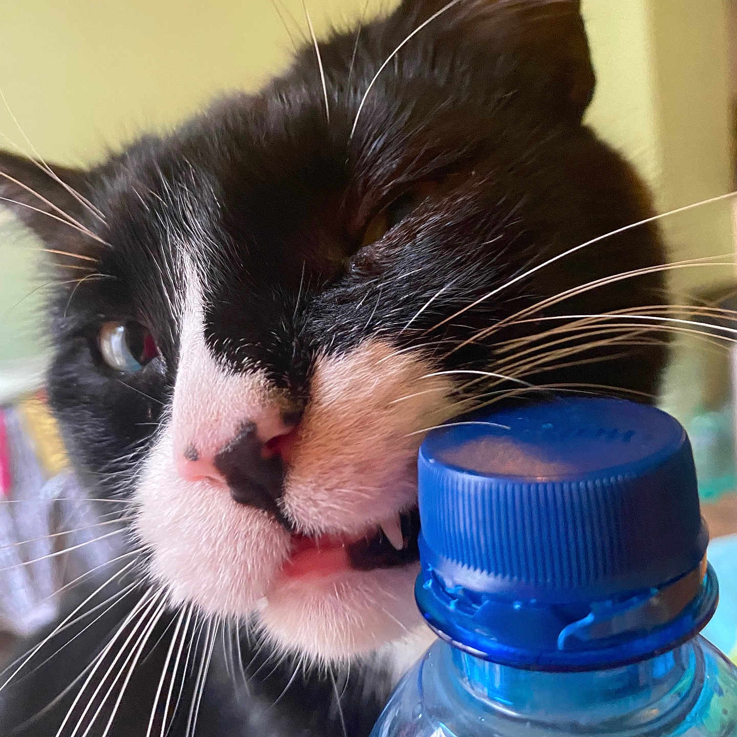 Freddie is registered to the contest to win money with this photo: animal, black_and_white, blue_cap, cat, close_up, closeup, curious, domestic, feline, fur, indoor, mouth, nose, pet, playful, snout, teeth, tuxedo_cat, water_bottle, whiskers