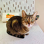 Lucy joined the competition — help win amazing prizes! cat, tabby, tongue_out, countertop, kitchen, napkins, backsplash, tile, domestic_cat, pet, animal, feline, indoor, curious, close_up, whiskers, ears, green_eyes, striped, sitting