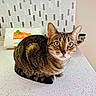 cat, tabby, tongue_out, countertop, kitchen, napkins, backsplash, tile, domestic_cat, pet, animal, feline, indoor, curious, close_up, whiskers, ears, green_eyes, striped, sitting