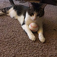 Boots joined the competition — help win amazing prizes! cat, tabby_cat, pet, indoor, carpet, baseball, toy, paws, whiskers, lounging, furniture, cabinet, shelf, living_room, domestic_animal, sleepy, close_up, animal_portrait, furry, playful