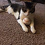cat, tabby_cat, pet, indoor, carpet, baseball, toy, paws, whiskers, lounging, furniture, cabinet, shelf, living_room, domestic_animal, sleepy, close_up, animal_portrait, furry, playful