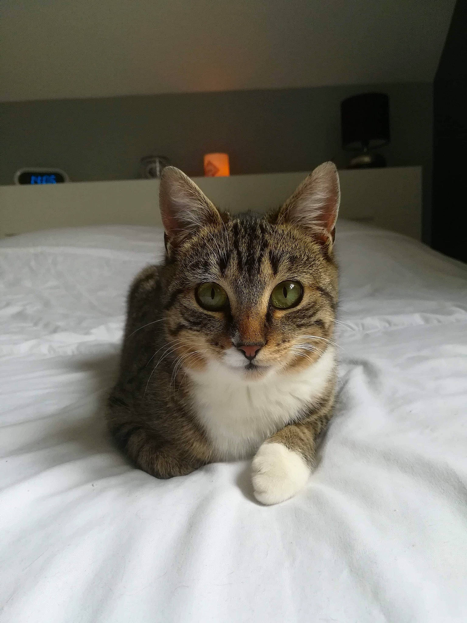 Chaussette a rejoint le concours — aidez-le/la à gagner de superbes lots ! aegean_cat, american_shorthair, american_wirehair, asian, bed, carnivore, cat, domestic_short_haired_cat, dragon_li, european_shorthair, eye, felidae, fur, kitten, mammal, polydactyl_cat, skin, small_to_medium_sized_cats, tabby_cat, whiskers