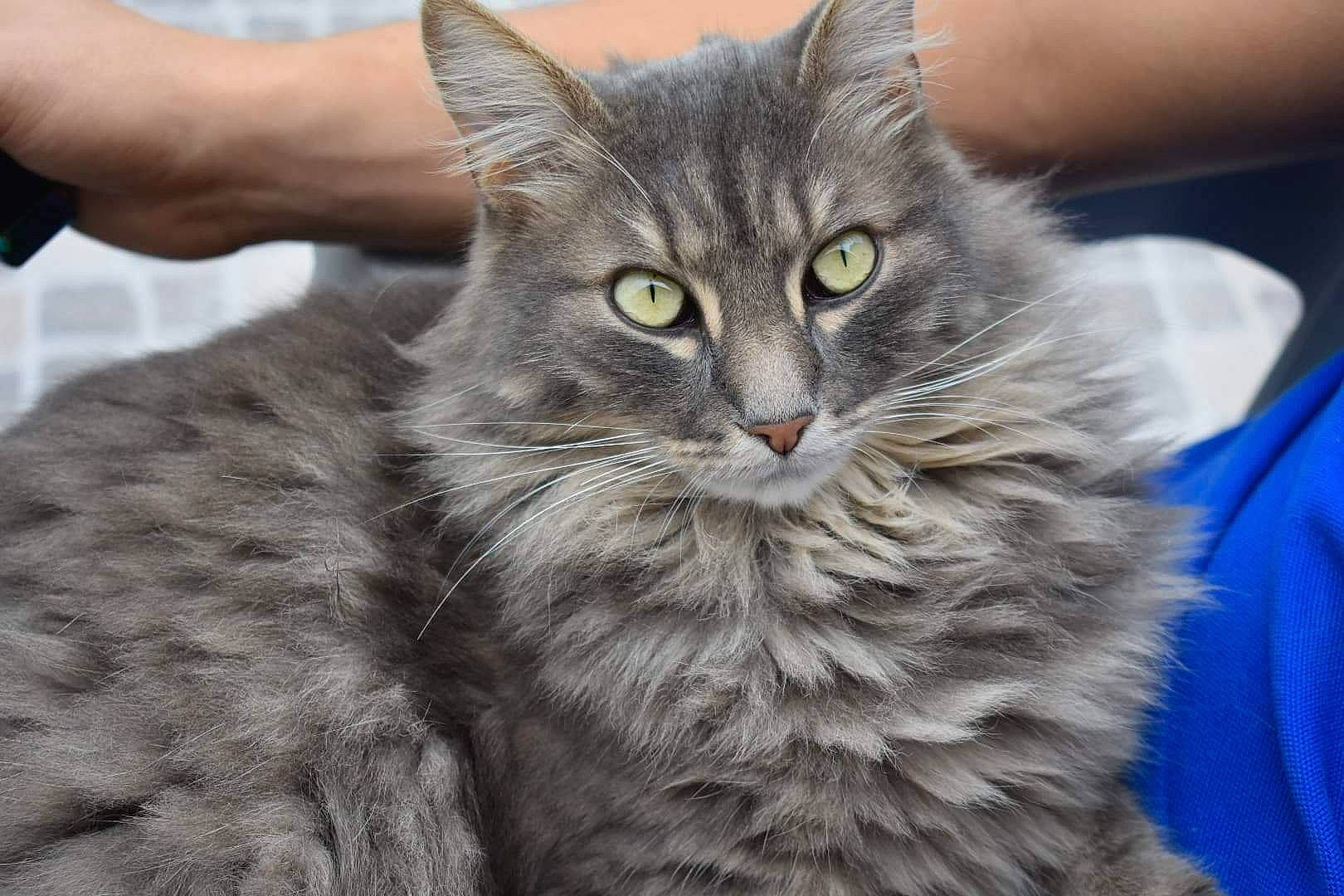 Smooky a rejoint le concours — aidez-le/la à gagner de superbes lots ! asian_semi_longhair, british_semi_longhair, carnivore, cat, domestic_long_haired_cat, domestic_short_haired_cat, dragon_li, european_shorthair, felidae, kitten, maine_coon, mammal, nebelung, norwegian_forest_cat, pixie_bob, siberian, small_to_medium_sized_cats, tabby_cat, vertebrate, whiskers