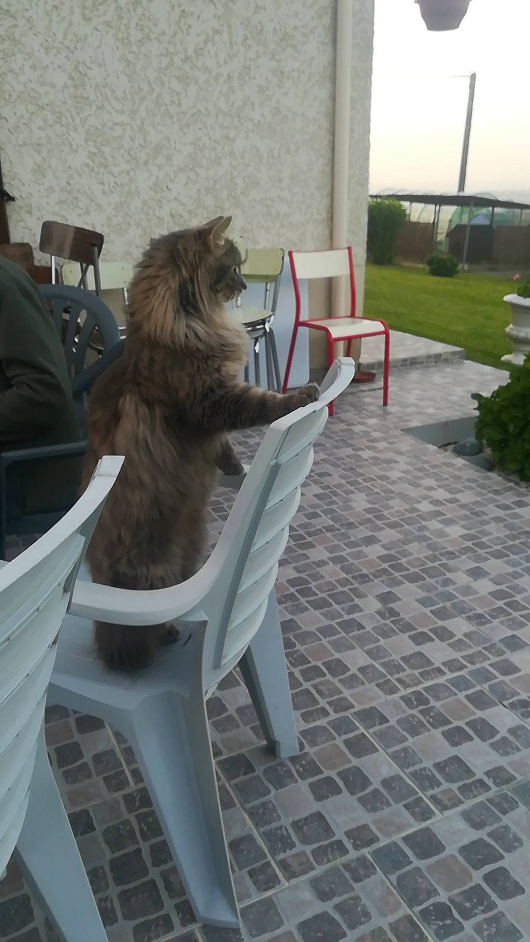 Smooky a rejoint le concours — aidez-le/la à gagner de superbes lots ! cairn_terrier, canidae, carnivore, cat, dog_breed, felidae, table, tail