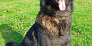 Askia participe au concours pour gagner de l'argent avec cette photo : dog, german_shepherd, outdoor, grass, greenery, sunlight, pet, canine, animal, tongue_out, ears_up, sitting, nature, happy, fur, muzzle, eyes, daylight, field, playful