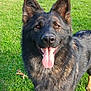 dog, german_shepherd, outdoor, grass, sunlight, pet, animal, tongue_out, happy, playground, fence, nature, canine, park, ears_up, muzzle, fur, daytime, greenery, smiling