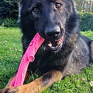 Askia participe au concours pour gagner de l'argent avec cette photo : dog, german_shepherd, toy, pink_toy, grass, outdoor, playful, animal, pet, chewing, nature, greenery, ears, snout, brown_eyes, fur, muzzle, daylight, canine, happy