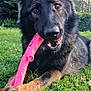 dog, german_shepherd, toy, pink_toy, grass, outdoor, playful, animal, pet, chewing, nature, greenery, ears, snout, brown_eyes, fur, muzzle, daylight, canine, happy