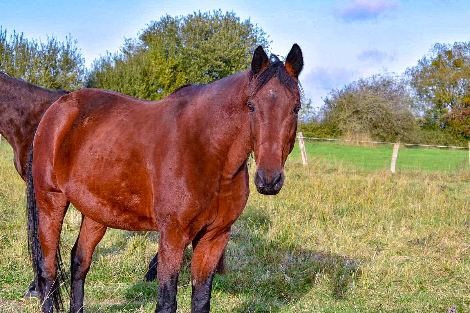 New participe au concours pour gagner de l'argent avec cette photo : grass, grassland, horse, landscape, livestock, mammal, mane, mare, meadow, mustang_horse, pasture, ranch, rural_area, sky, snout, sorrel, stallion, tree, vertebrate, wildlife