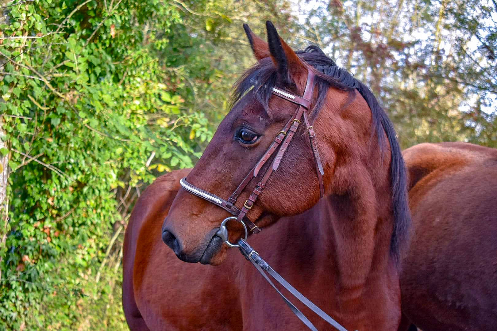 New a rejoint le concours — aidez-le/la à gagner de superbes lots ! bit, bridle, halter, horse, horse_harness, horse_supplies, horse_tack, liver, mammal, mane, mare, mustang_horse, pack_animal, rein, snout, sorrel, stallion, vertebrate, wildlife