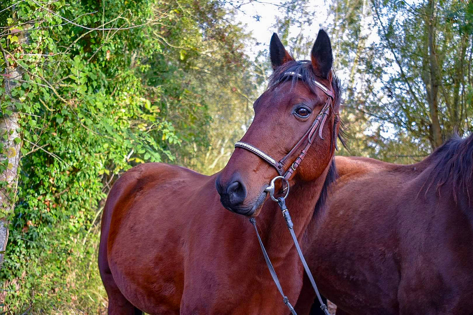New a rejoint le concours — aidez-le/la à gagner de superbes lots ! bridle, halter, horse, horse_harness, horse_tack, landscape, liver, livestock, mammal, mane, mare, mustang_horse, organism, rein, sky, snout, sorrel, stallion, vertebrate, wildlife