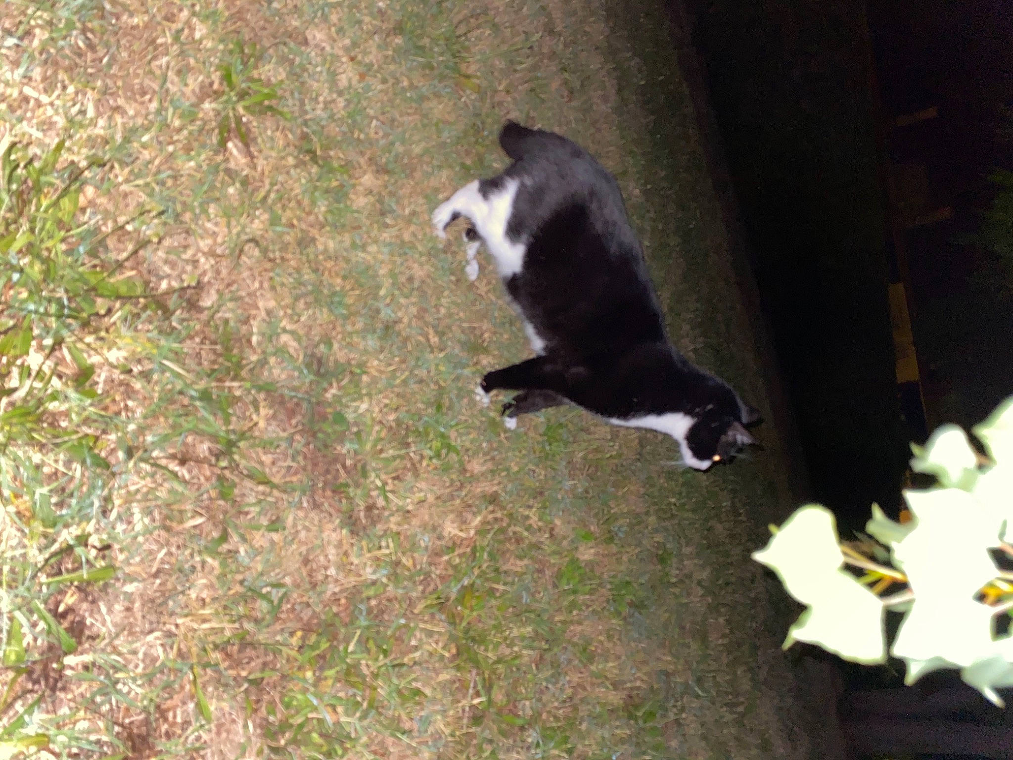 Pablo a rejoint le concours — aidez-le/la à gagner de superbes lots ! canidae, carnivore, cat, dog_breed, domestic_short_haired_cat, felidae, fur, grass, groundcover, plant, small_to_medium_sized_cats, snout, sporting_group, tail, terrestrial_animal, tints_and_shades, whiskers, wildlife, wood