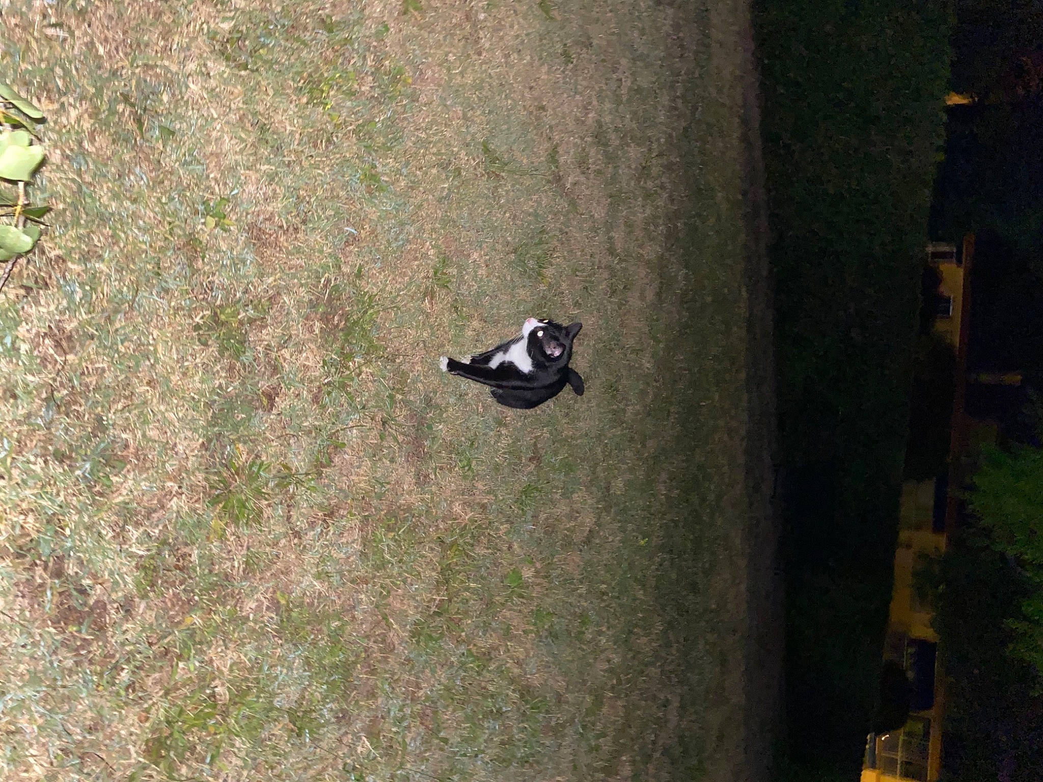 Pablo a rejoint le concours — aidez-le/la à gagner de superbes lots ! asphalt, concrete, darkness, flooring, grass, landscape, plant, recreation, road, road_surface, shadow, shrub, soil, tints_and_shades, tree, trunk, wildlife, wood