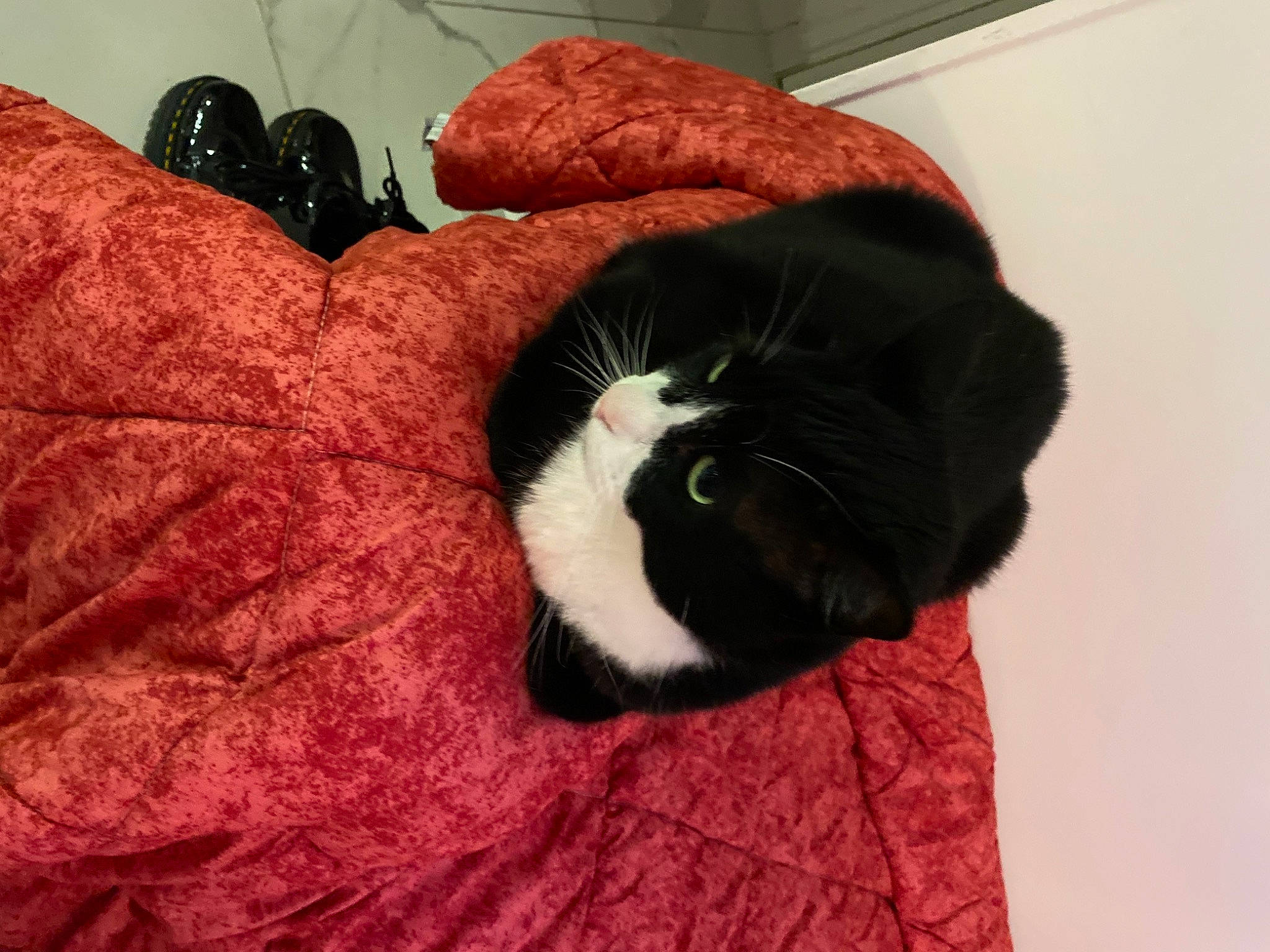 Pablo a rejoint le concours — aidez-le/la à gagner de superbes lots ! black_cat, carmine, carnivore, cat, claw, comfort, coquelicot, couch, domestic_short_haired_cat, felidae, fur, linens, pattern, room, small_to_medium_sized_cats, tail, tints_and_shades, whiskers, wood, wool