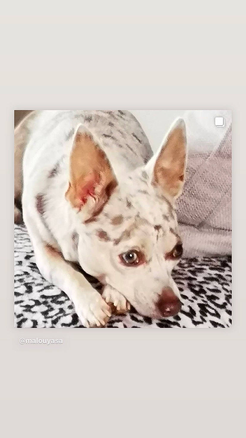 Malou participe au concours pour gagner de l'argent avec cette photo : canidae, carnivore, comfort, companion_dog, dog, dog_breed, ear, fawn, font, fur, happy, non_sporting_group, pattern, paw, rectangle, snout, sporting_group, terrestrial_animal, working_animal