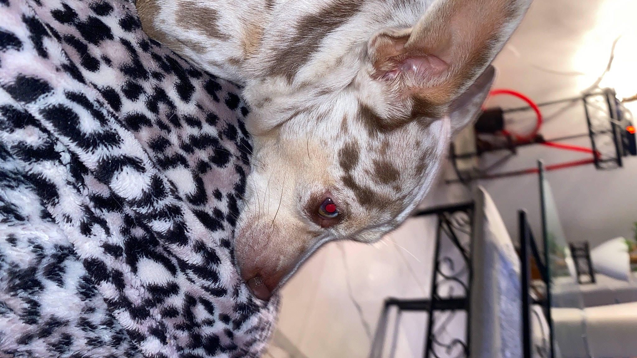 Malou a rejoint le concours — aidez-le/la à gagner de superbes lots ! canidae, carnivore, collar, companion_dog, dog, dog_breed, ear, fawn, felidae, fur, laptop, non_sporting_group, pattern, sleeve, snout, sporting_group, terrestrial_animal, toy_dog, whiskers, wildlife