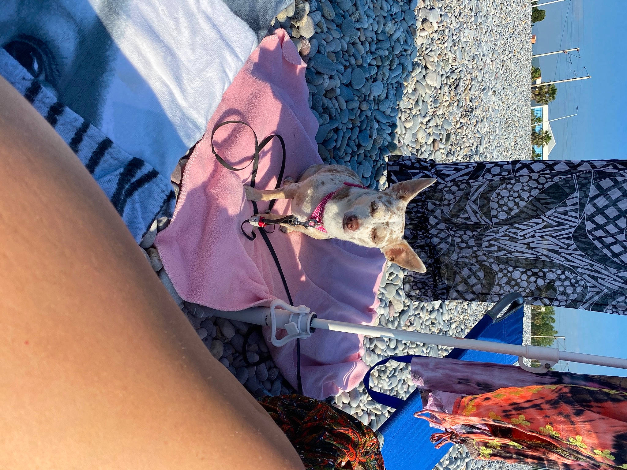 Malou a rejoint le concours — aidez-le/la à gagner de superbes lots ! art, azure, dog, dress, eyewear, fawn, felidae, foot, fun, glasses, human_leg, knee, leisure, pattern, sunglasses, textile, thigh, vision_care, visual_arts, wrist