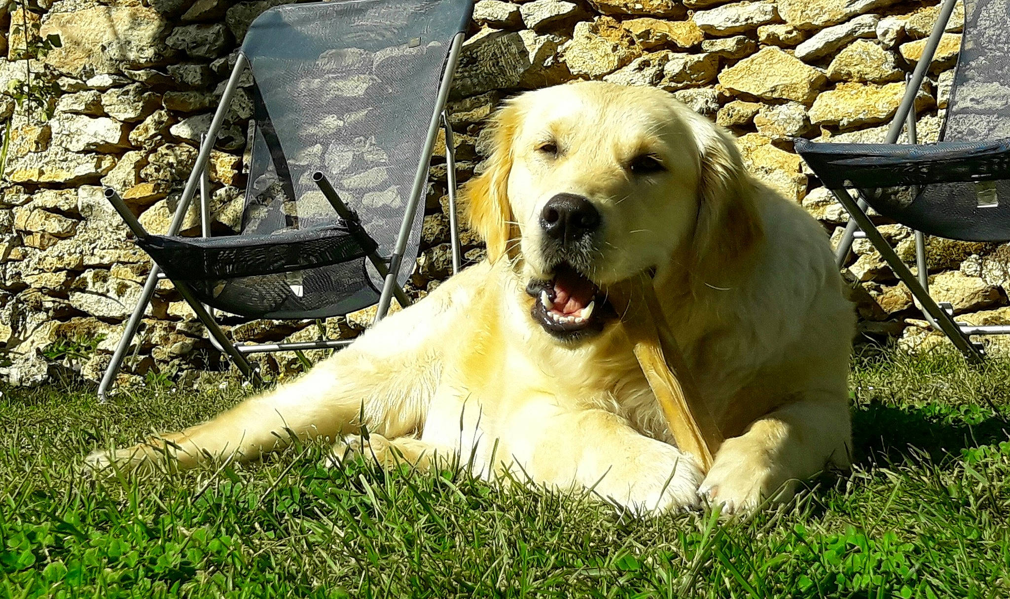 Lena participe au concours pour gagner de l'argent avec cette photo : canidae, carnivore, companion_dog, dog, dog_breed, fawn, fur, grass, great_pyrenees, happy, livestock_guardian_dog, people_in_nature, plant, retriever, sitting, snout, sporting_group, terrestrial_animal, tree, working_animal