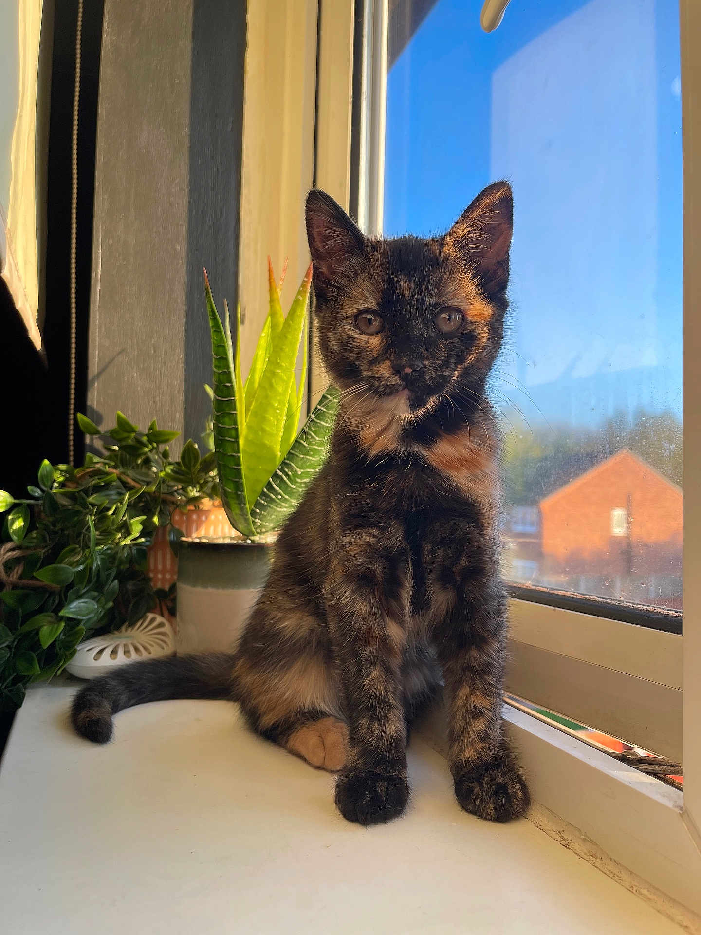 Nala