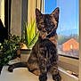 Chewy is registered to the contest to win money with this photo: aloe_vera, blue_sky, brick_house, calm, cat, curious, domestic_cat, feline, houseplant, indoor, kitten, natural_light, pet, plant_pot, sitting, sunlight, tortoiseshell, window, windowsill, young_cat