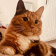 Chewy joined the competition — help win amazing prizes! animal, carpet, cat, closeup, companion, curious, cute, domestic_animal, feline, fur, home, indoor, mammal, orange_tabby, paw, pet, portrait, relaxed, soft_light, whiskers