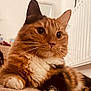 animal, carpet, cat, closeup, companion, curious, cute, domestic_animal, feline, fur, home, indoor, mammal, orange_tabby, paw, pet, portrait, relaxed, soft_light, whiskers