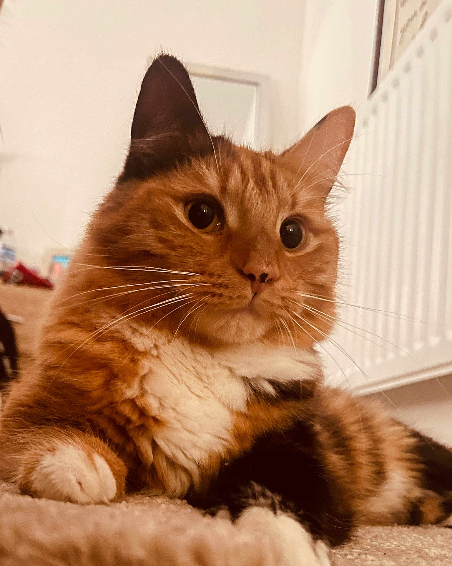 Chewy