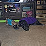 dog, sweater, carpet, living_room, shoe, television, mtv, cabinet, decorations, toy, sleeping, brown_dog, black_dog, furniture, indoor, relaxing, pet, cozy, purple_sweater, blue_sweater