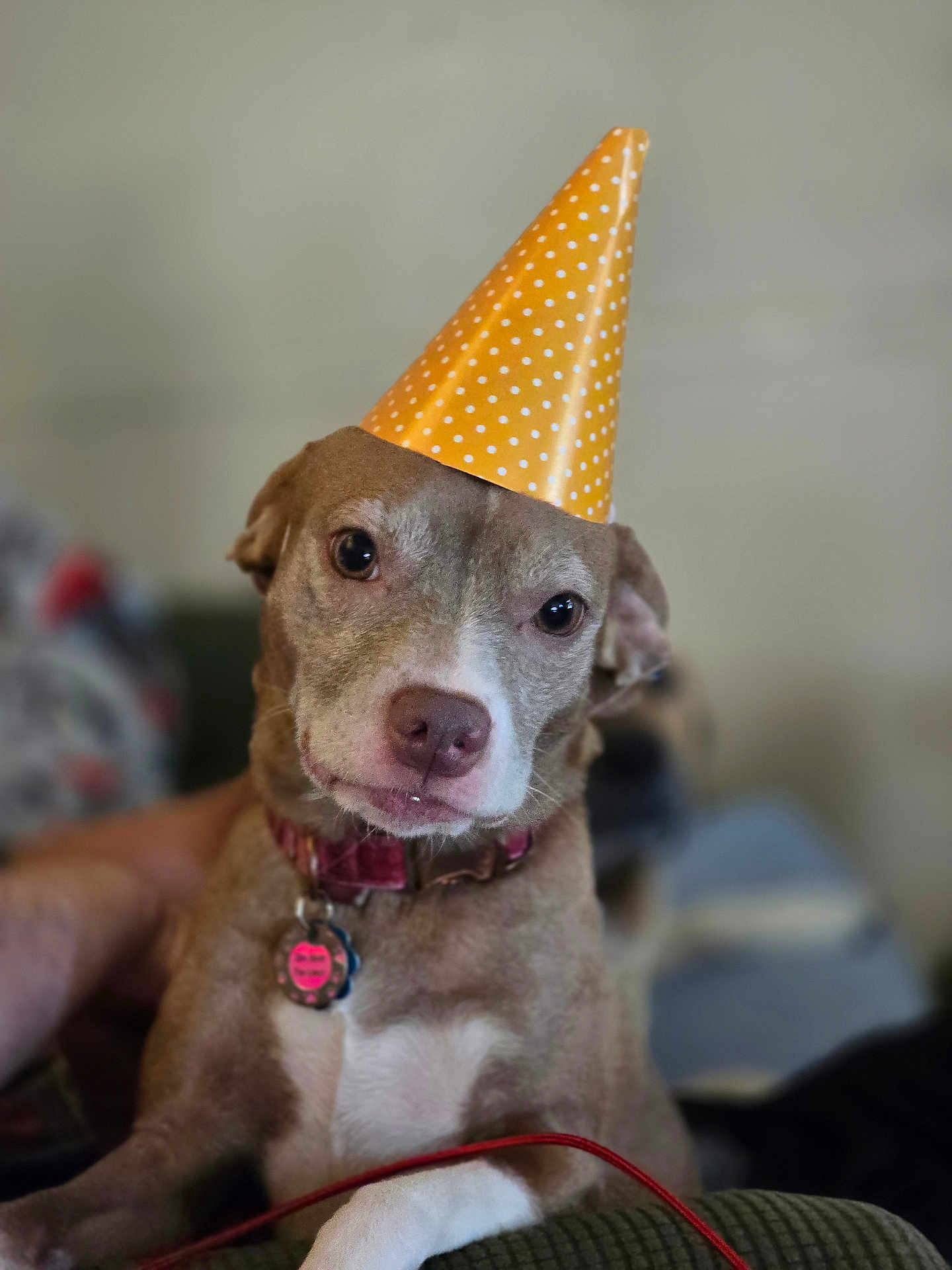 Angel joined the competition — help win amazing prizes! dog, party_hat, indoor, pet, brown_dog, white_chest, collar, tag, animal, cute, portrait, polka_dot, celebration, relaxed, mammal, looking_at_camera, furniture, close_up, domestic_animal, friendly