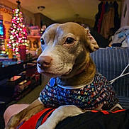 Angel is registered to the contest to win money with this photo: dog, christmas_sweater, indoor, holiday, christmas_tree, decorations, pet, animal, cozy, blurred_background, warm_lighting, furniture, person_lap, canine, relaxed, home, seasonal, festive, cute, companion