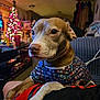 dog, christmas_sweater, indoor, holiday, christmas_tree, decorations, pet, animal, cozy, blurred_background, warm_lighting, furniture, person_lap, canine, relaxed, home, seasonal, festive, cute, companion