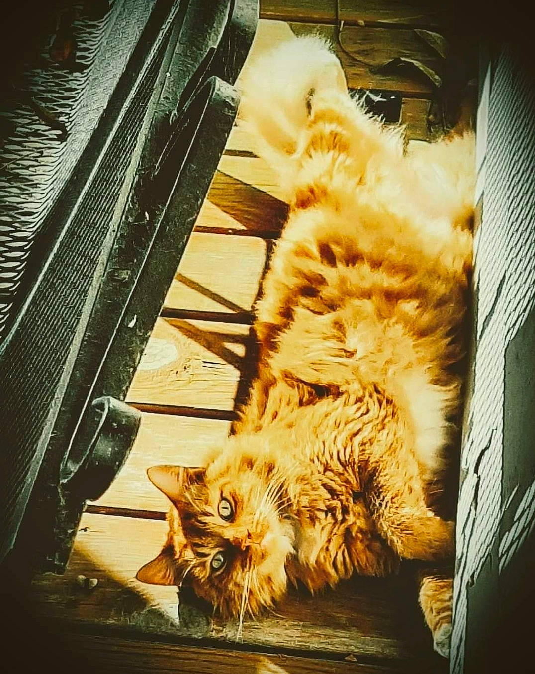 Geronimo joined the competition — help win amazing prizes! carnivore, cat, claw, companion_dog, domestic_short_haired_cat, fawn, felidae, fur, metal, paw, photograph, plant, small_to_medium_sized_cats, snapshot, snout, tail, terrestrial_animal, tints_and_shades, whiskers, wood