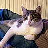 cat, tabby, white_cat, pet, animal, feline, lying_down, sitting, relaxed, alert, whiskers, ears, eyes, paws, fur, indoor, chair, cushion, home, portrait