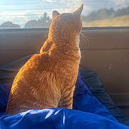Tigger joined the competition — help win amazing prizes! cat, orange_tabby, pet, animal, feline, indoor, blanket, blue_blanket, window, sunlight, backlit, fur, whiskers, sitting, looking_out, cozy, warm_light, soft_texture, relaxing, quiet