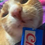 Tigger is registered to the contest to win money with this photo: cat, orange_cat, white_cat, close_up, blurry, hand, wrapper, curious, pet, indoor, feline, whiskers, nose, fur, domestic_animal, sniffing, red, blue, human_hand, background_blur