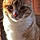 Tigger