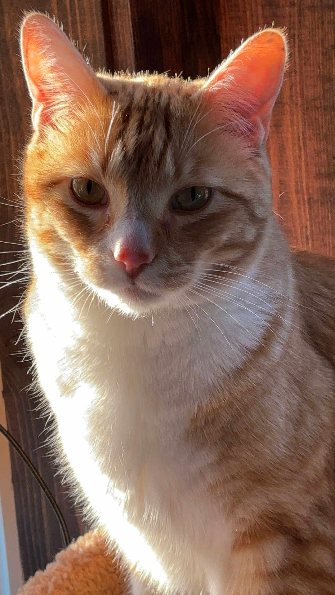 Tigger