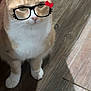 Tigger is registered to the contest to win money with this photo: cat, orange_cat, white_fur, pet, animal, indoor, wooden_floor, glasses_filter, digital_overlay, cute, feline, sitting, domestic_cat, whiskers, ears, paws, fur, face, playful, adorable