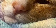 Tigger is registered to the contest to win money with this photo: cat, close_up, orange_cat, white_fur, sleepy, cozy, blanket, soft_texture, fur, pet, animal, resting, snuggled, warm_colors, indoor, cute, relaxed, mammal, whiskers, face