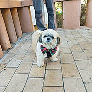 Orca participe au concours pour gagner de l'argent avec cette photo : animal, background, bow_tie, brown, canine, cute, daylight, dog, fence, fluffy, leash, outdoor, pants, person, pet, small_dog, standing, tile_floor, walking, white