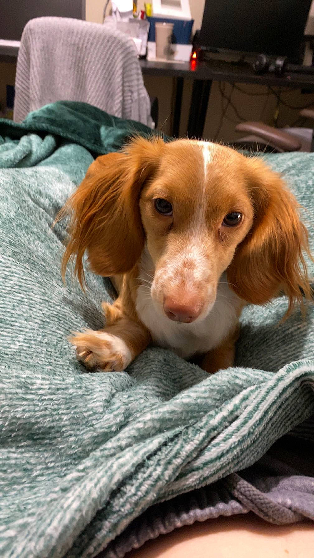 Dorise is registered to the contest to win money with this photo: canidae, carnivore, comfort, companion_dog, dog, dog_breed, fawn, fur, gun_dog, hunting_dog, liver, snout, spaniel, sporting_group, terrestrial_animal, whiskers, wood, working_animal