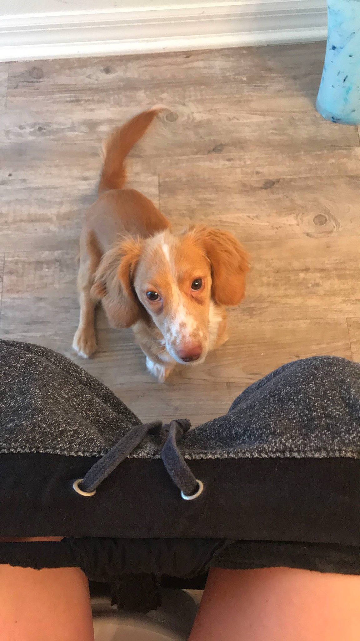 Dorise joined the competition — help win amazing prizes! canidae, carnivore, chair, companion_dog, dog, dog_breed, fawn, flooring, fur, hardwood, liver, snout, spaniel, sporting_group, tail, toy, toy_dog, whiskers, wood, working_animal