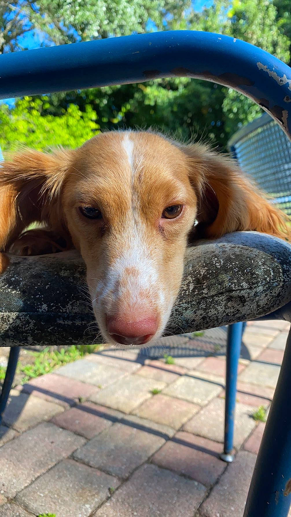 Dorise joined the competition — help win amazing prizes! canidae, carnivore, companion_dog, dog, dog_breed, fawn, grass, leisure, liver, pet_supply, plant, recreation, shade, sitting, snout, sporting_group, tree, whiskers, wood, working_animal