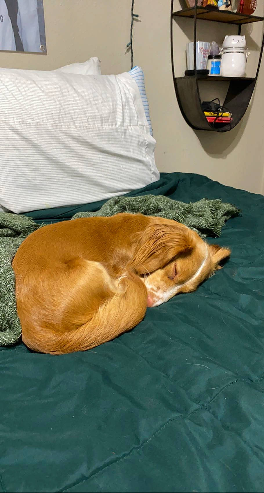 Dorise joined the competition — help win amazing prizes! bed, bed_sheet, bedding, bedroom, canidae, carnivore, comfort, companion_dog, dog, dog_breed, duvet, fawn, flooring, fur, linens, liver, room, sporting_group, tail, working_animal