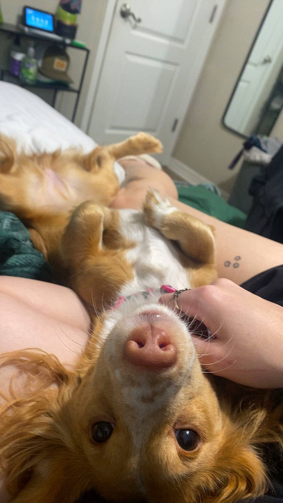 Dorise is registered to the contest to win money with this photo: canidae, carnivore, comfort, companion_dog, dog, dog_breed, ear, fawn, fur, nail, non_sporting_group, paw, picture_frame, puppy, puppy_love, snout, sporting_group, terrestrial_animal, whiskers, working_animal